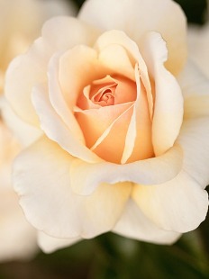Rosemary (Rose) Janice Clare