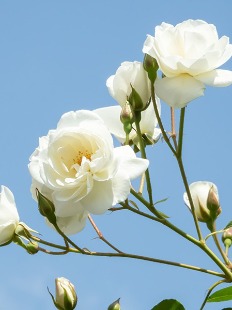 Joan Catherine Wheatley