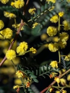 Federico (Fred) Sandona