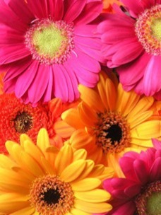 Catherine (Cathy) Ann McIntosh