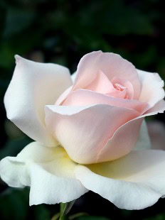 Madeleine Bennett (nee Desbois)