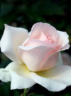 Zora Snjegota (Nee Petrovska)