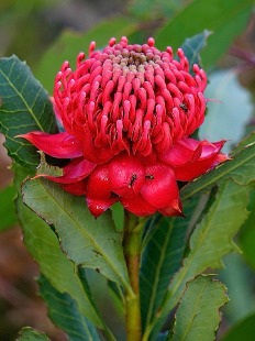 Penny (Penelope) Shield