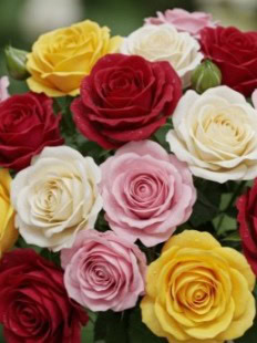 Delma Eileen (Del) Wingrove